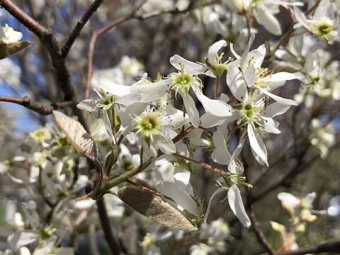 Image of Amelanchier grandiflora Rehd.