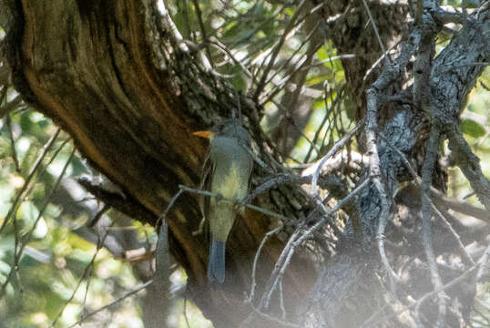 Image of Greater Pewee