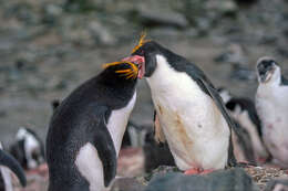 Image of Macaroni Penguin