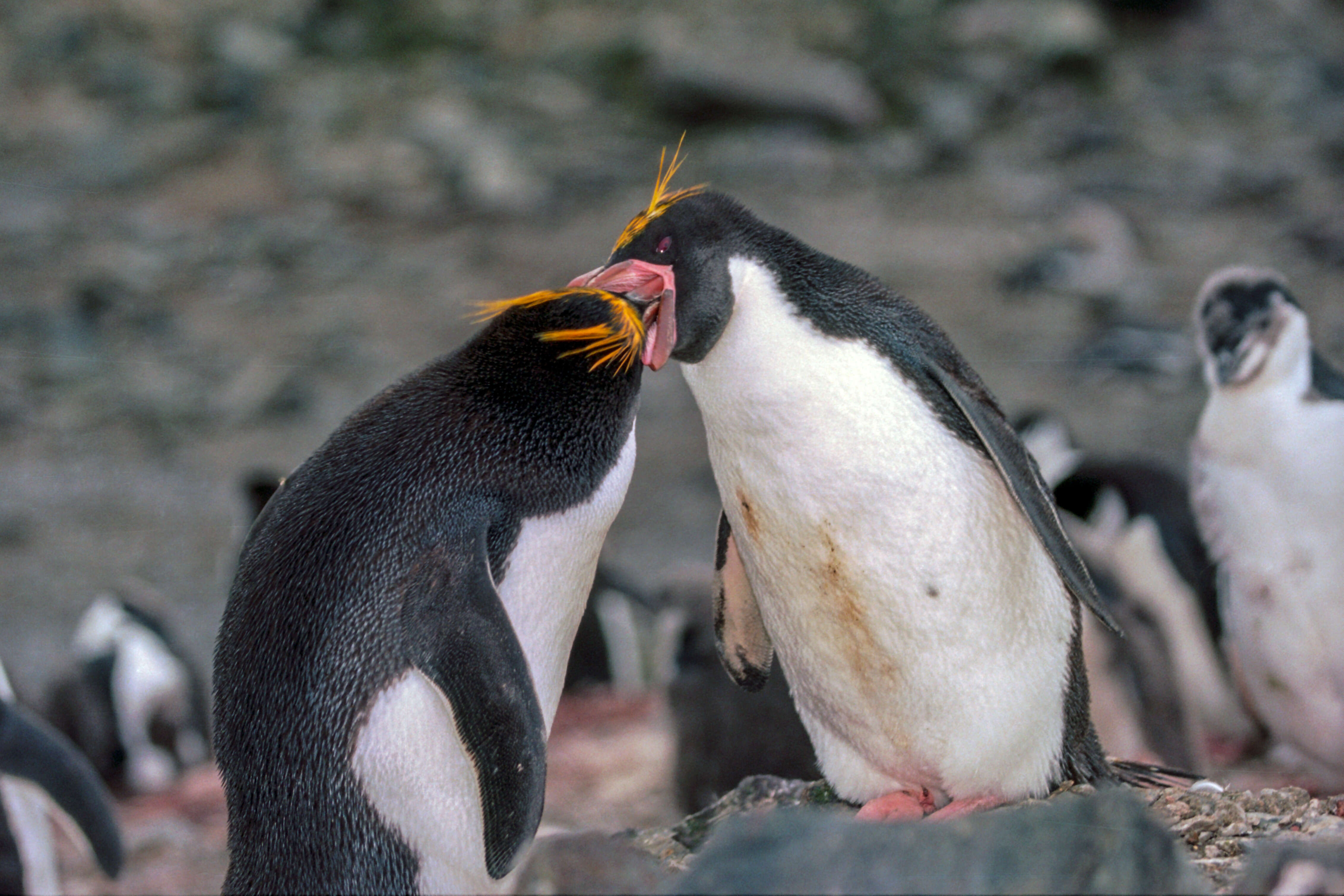 Image of Macaroni Penguin