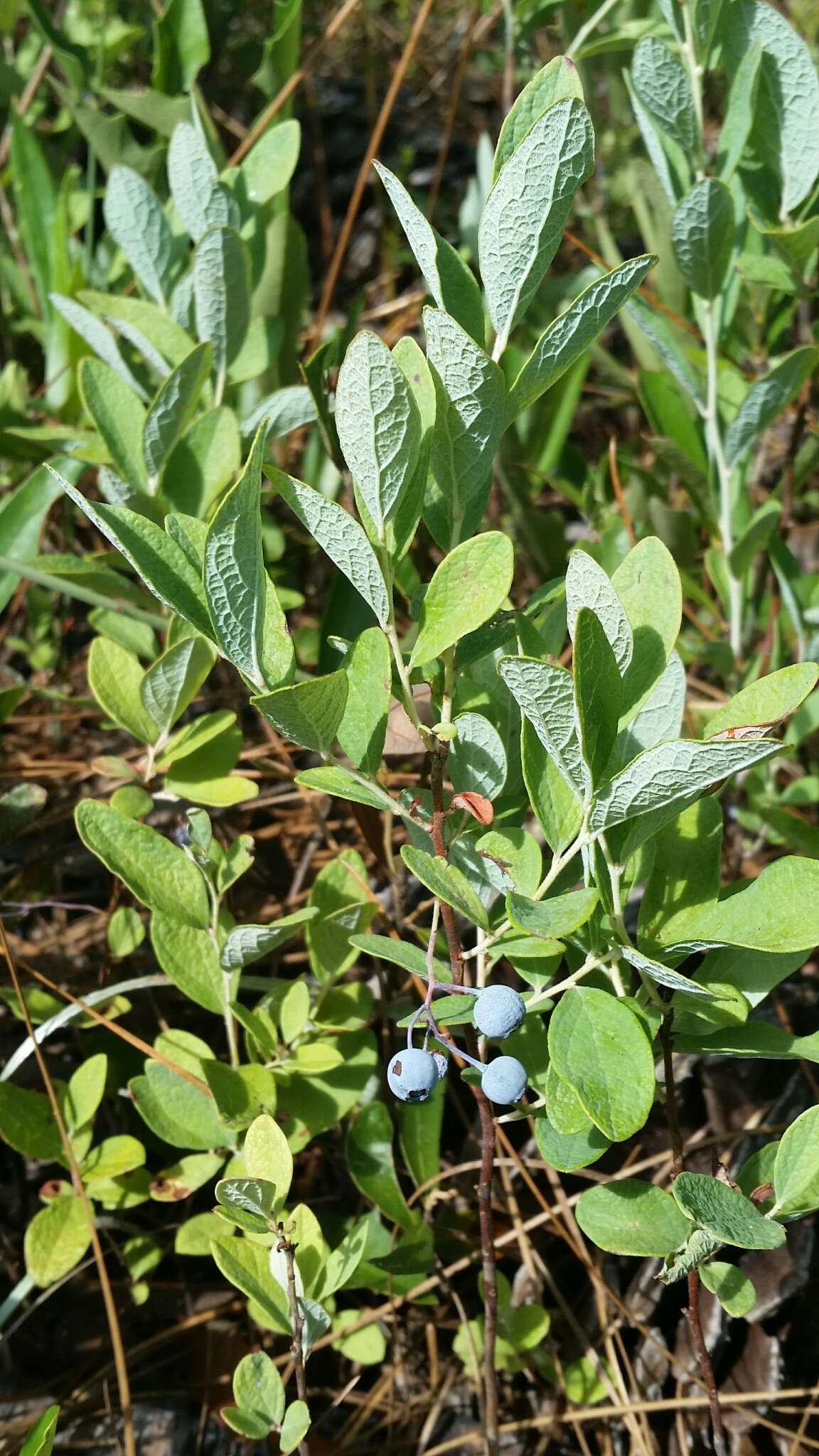 Image of Confederate huckleberry