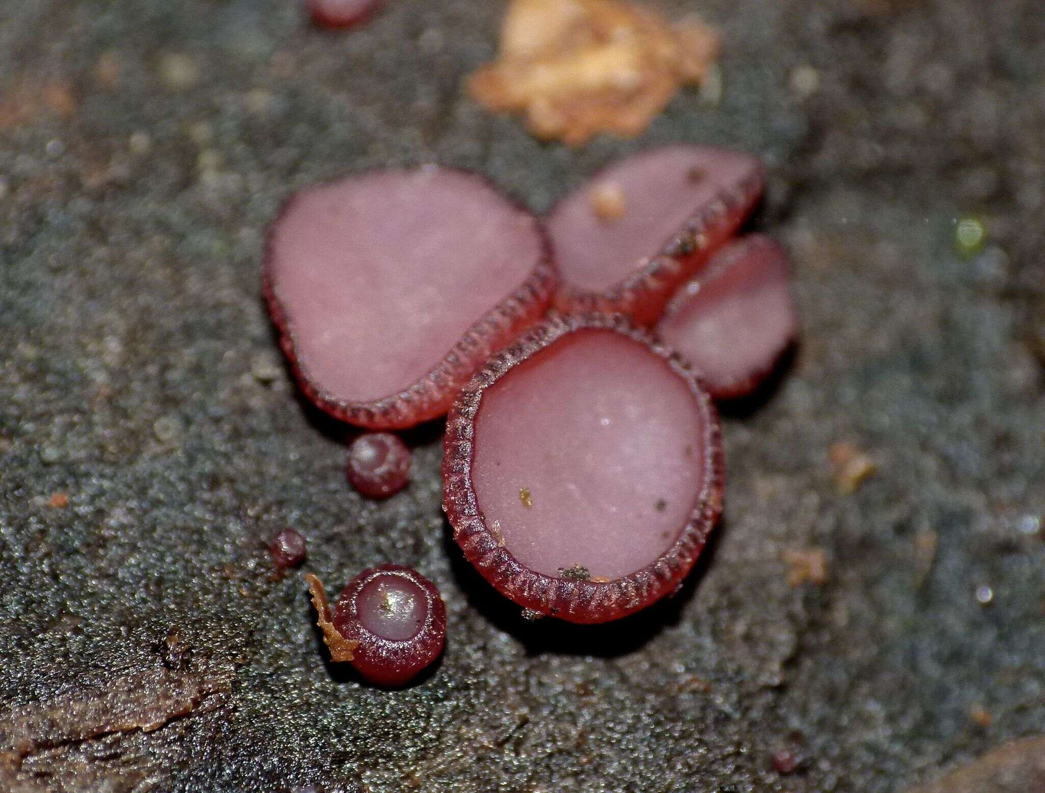 Image of Ascocoryne sarcoides (Jacq.) J. W. Groves & D. E. Wilson 1967