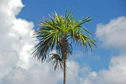 Image of Florida silver palm