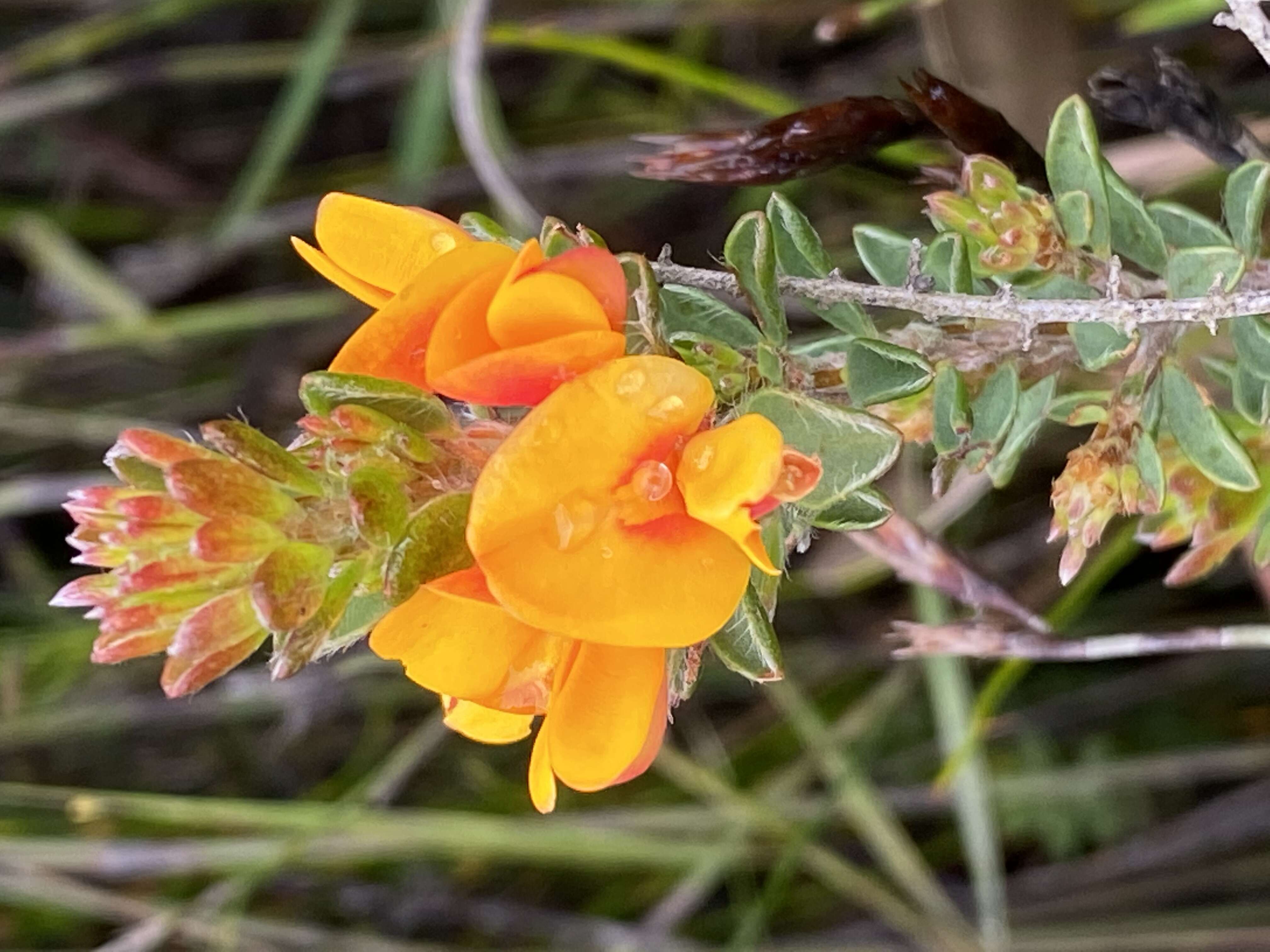 Image of Pultenaea tuberculata