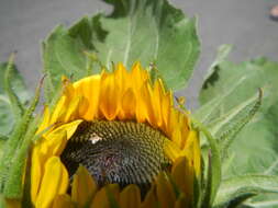 Image of common sunflower