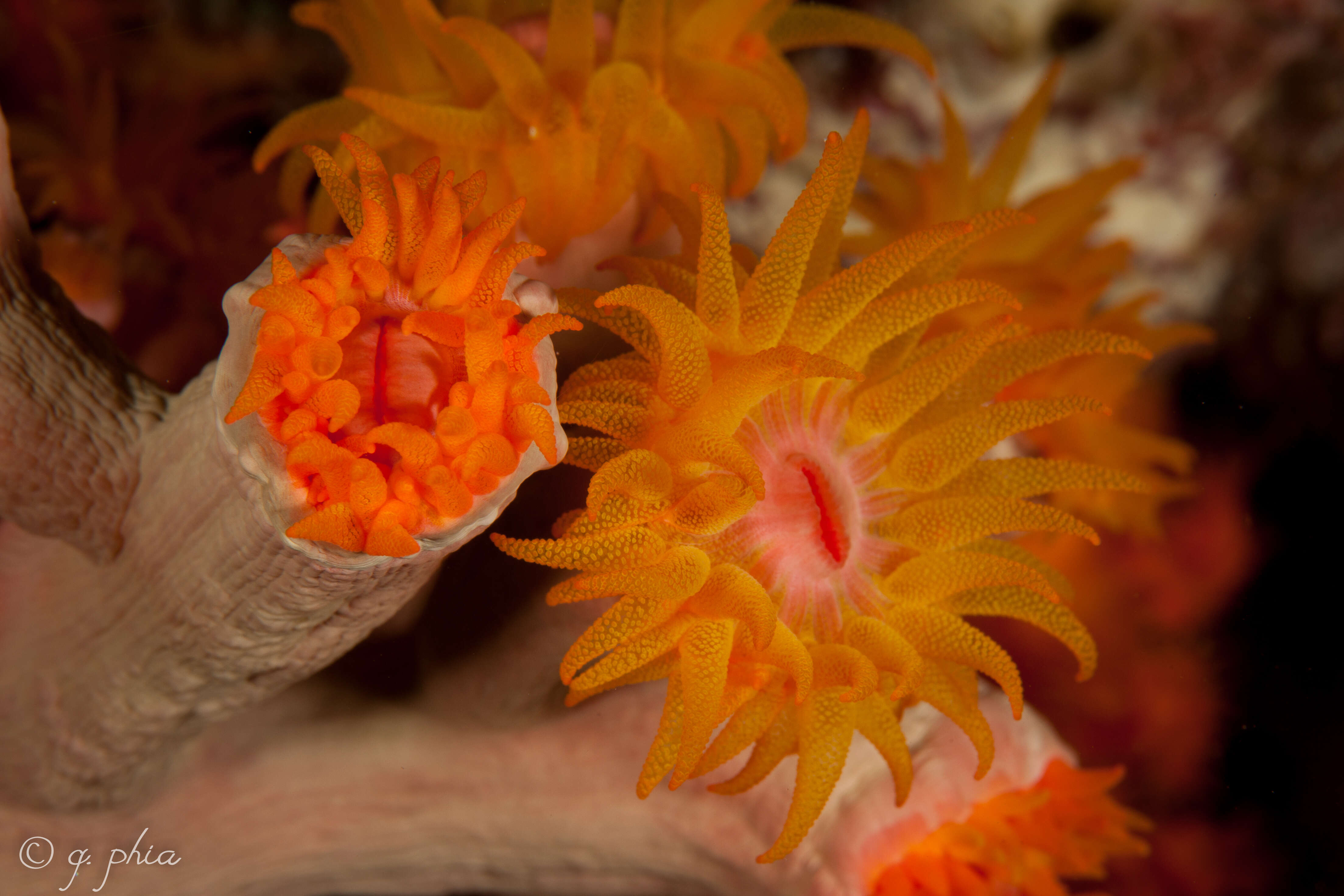 Image of hard coral