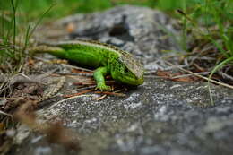 Image of Sand Lizard