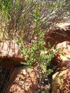 Cupressus guadalupensis var. forbesii (Jeps.) Little resmi