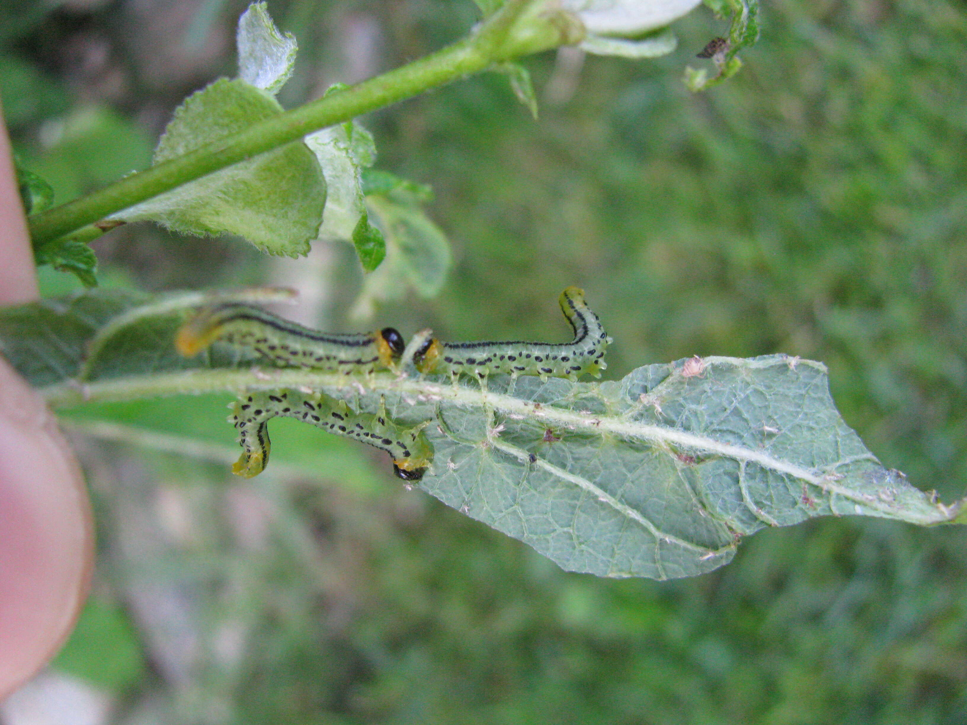 Image of Nematus pavidus