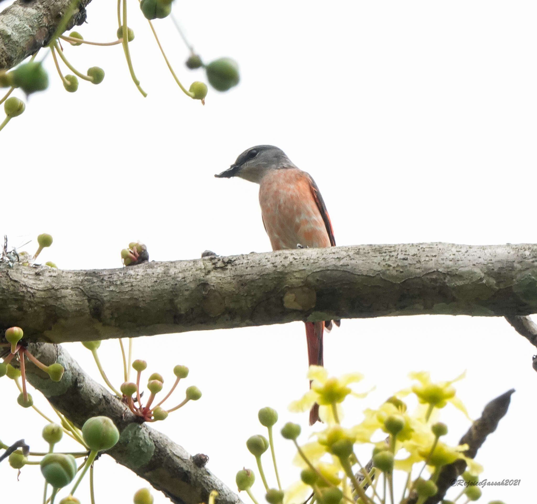 Image of Rosy Minivet