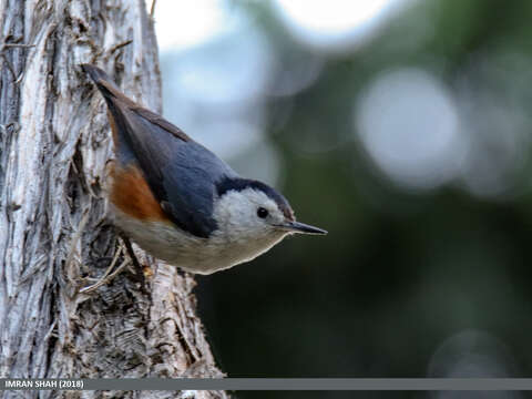 Слика од Sitta leucopsis Gould 1850