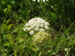 Image of Queen Anne's lace