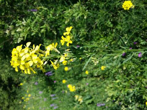 Image de Erysimum odoratum Ehrh.