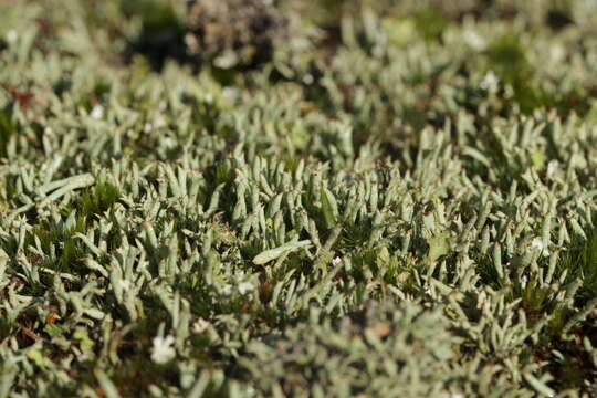 Image of Thorn cladonia