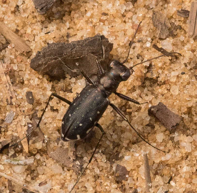 Image of Backroad tiger beetle
