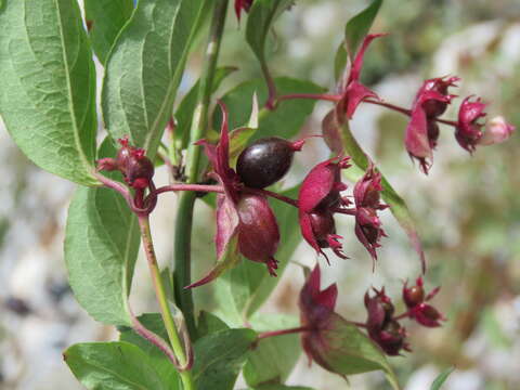 Image de Leycesteria