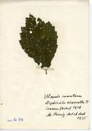 Image of Stigmella viscerella (Stainton 1853) Beirne 1945