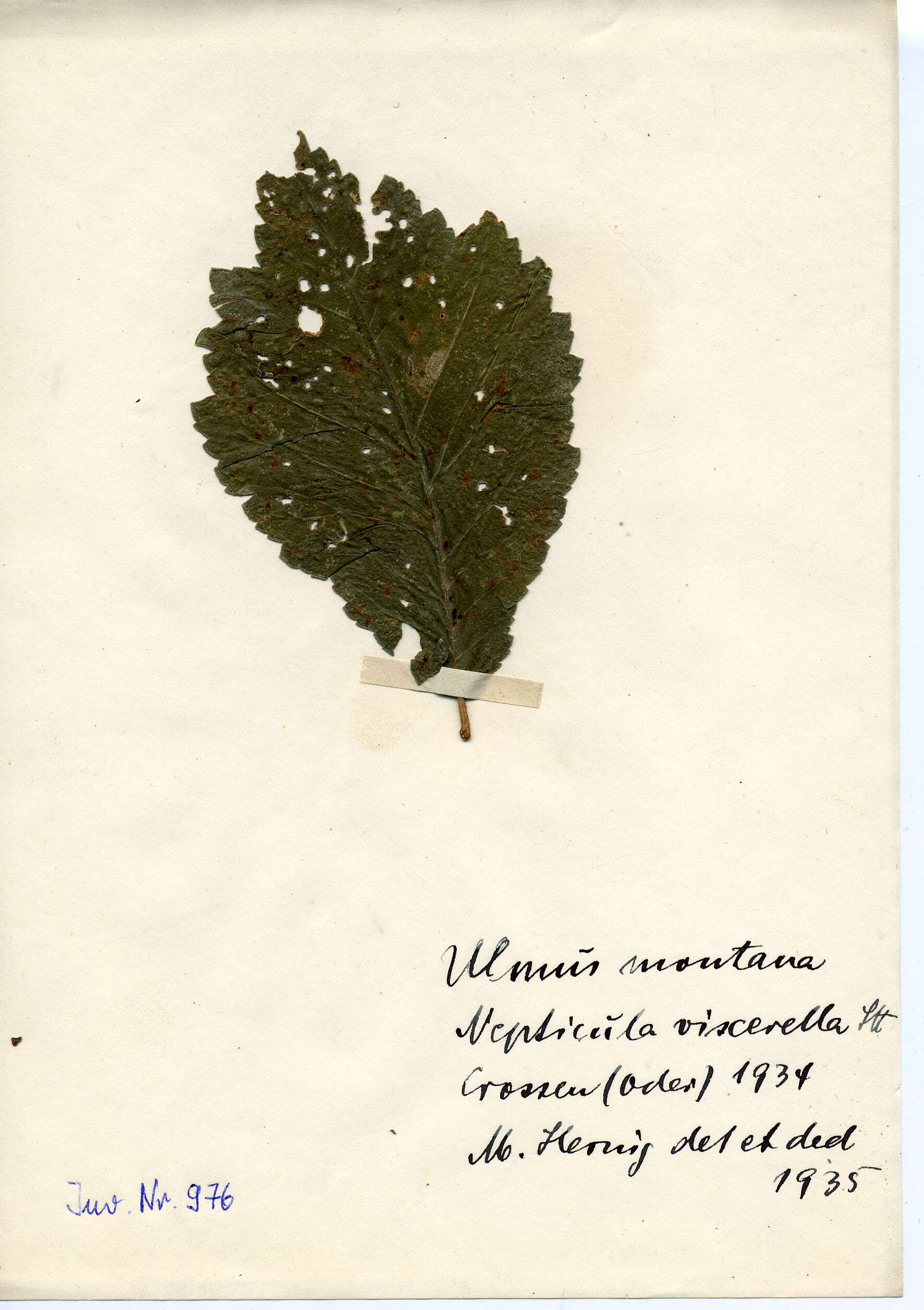 Stigmella viscerella (Stainton 1853) Beirne 1945的圖片