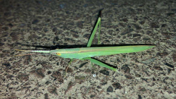 Image of slant-faced grasshopper