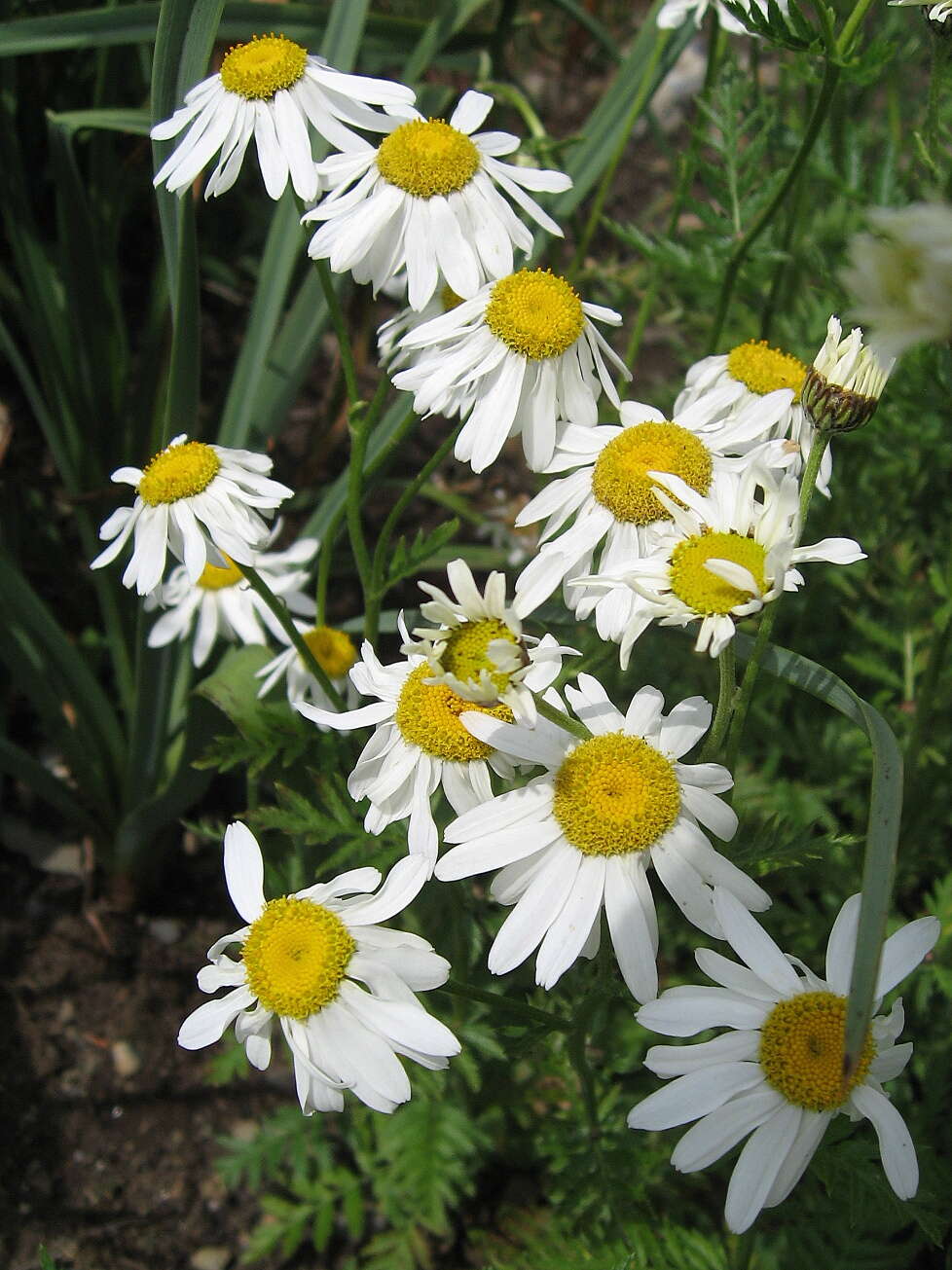 Image of corymbflower tansy