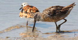 Image of Short-billed Dowitcher