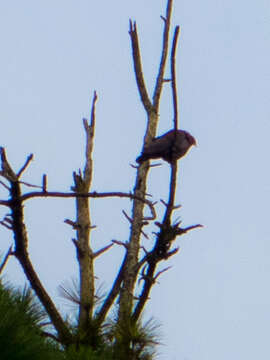 Image de Pigeon à bec rouge