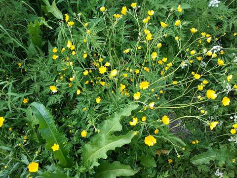 Image of common buttercup