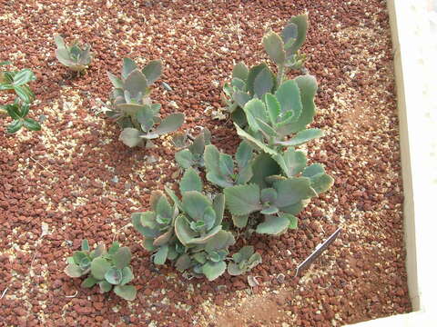 Image of Kalanchoe longiflora Schlechter