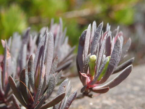 Sivun Darwinia glaucophylla B. G. Briggs kuva