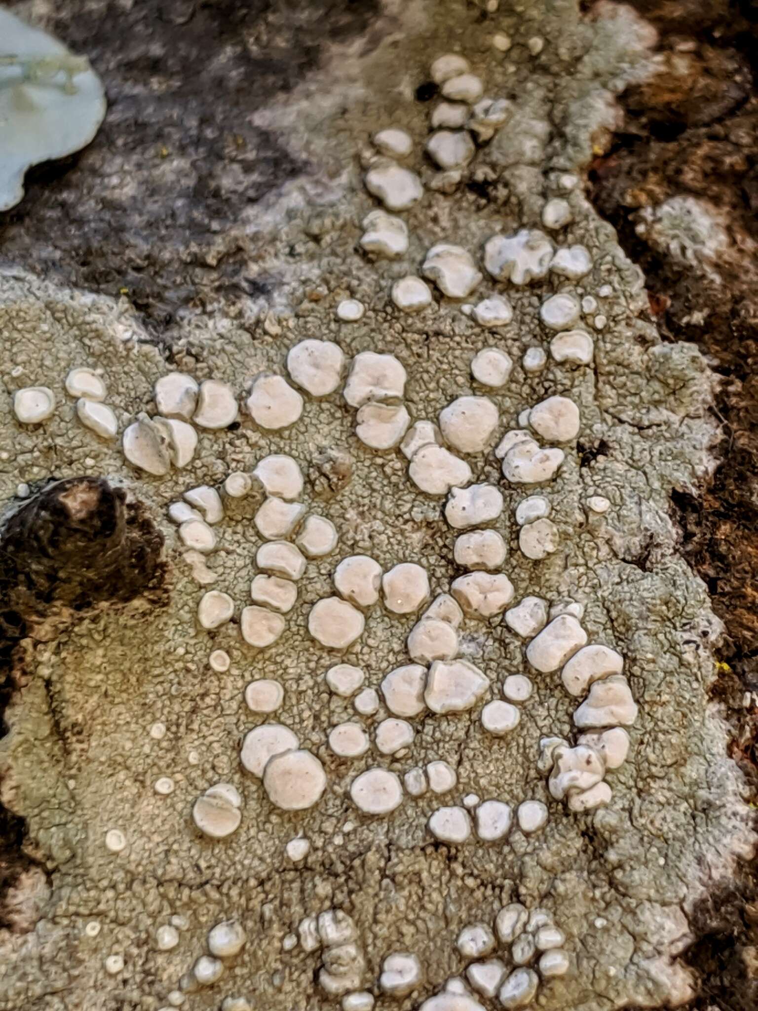 Image of Frosted rim-lichen;   Rim lichen