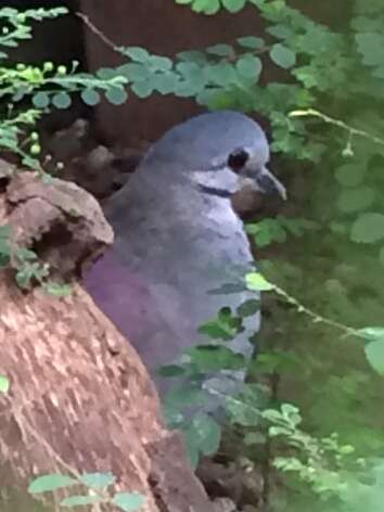 Image of Tuxtla Quail-Dove