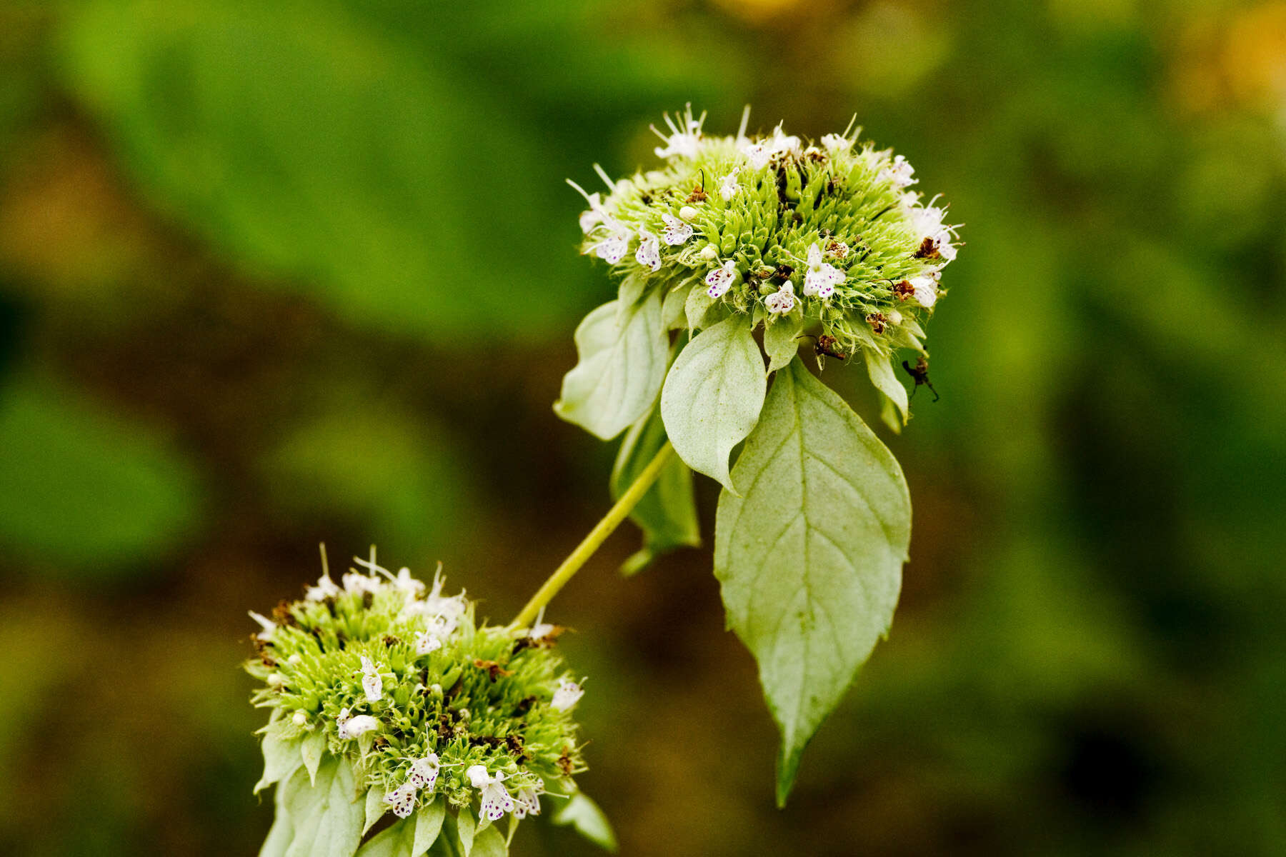 Image of hoary mountainmint