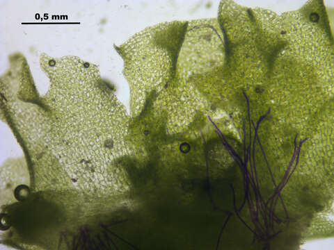 Imagem de Fossombronia wondraczekii (Corda) Dumort. ex Lindb.