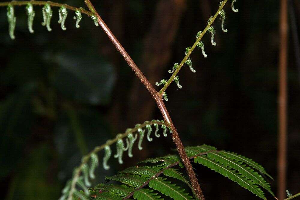 Alsophila erinacea (H. Karst.) D. S. Conant resmi