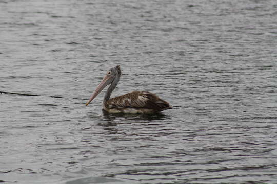 Image of Grey Pelican