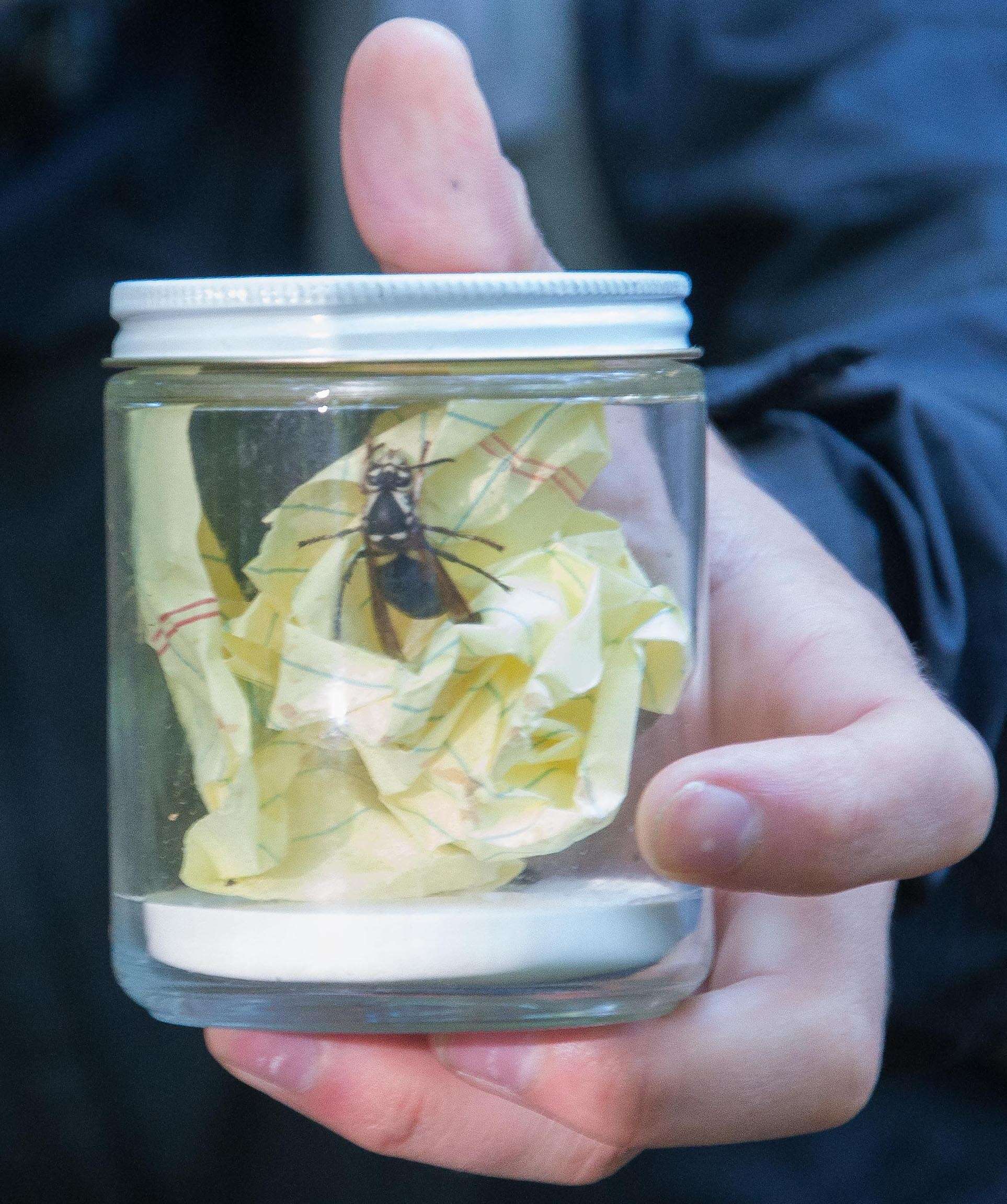 Image of Bald-faced Hornet