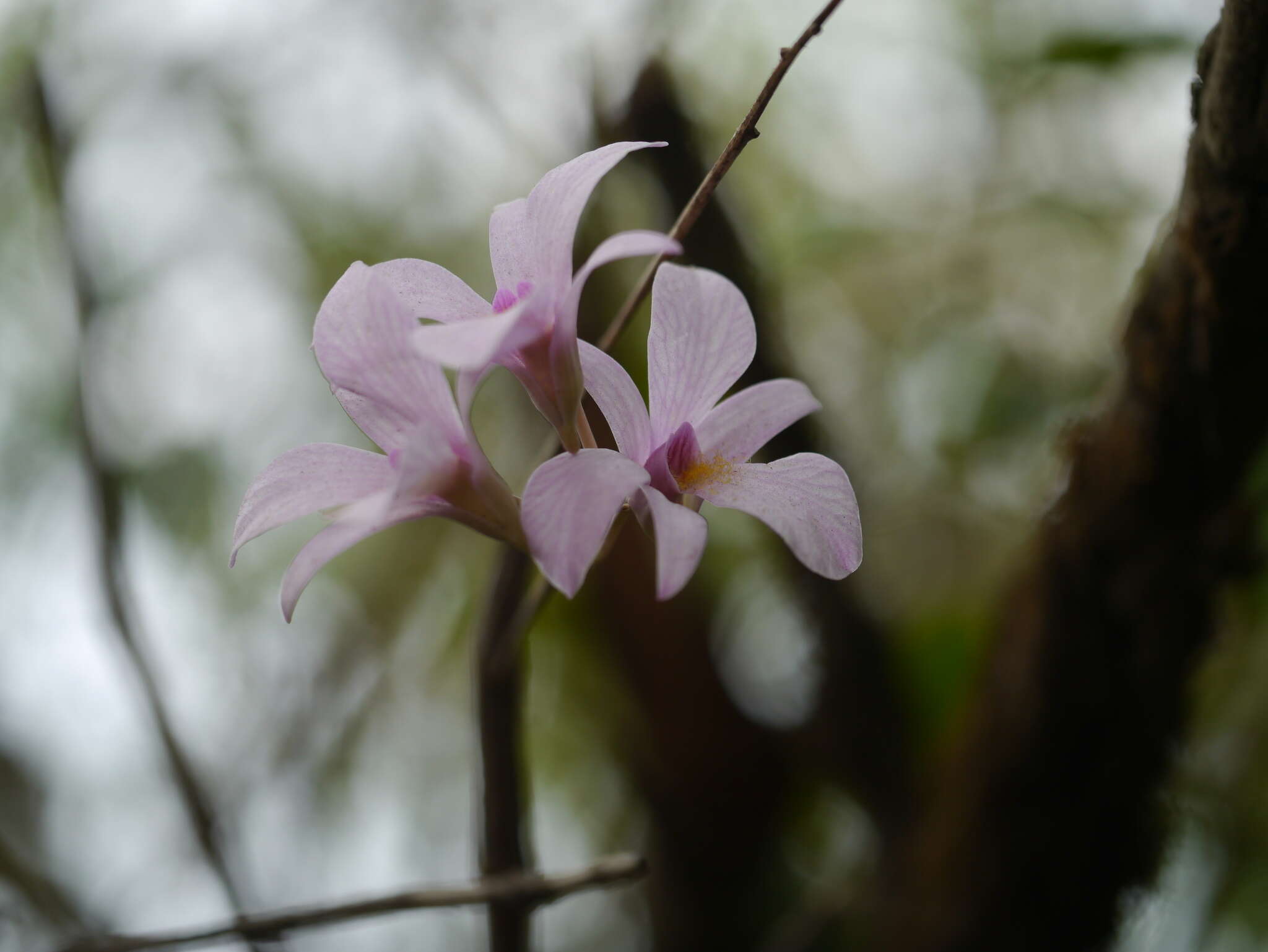 Image of Dendrobium barbatulum Lindl.