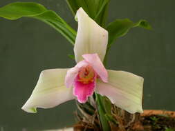 Image of Orchid