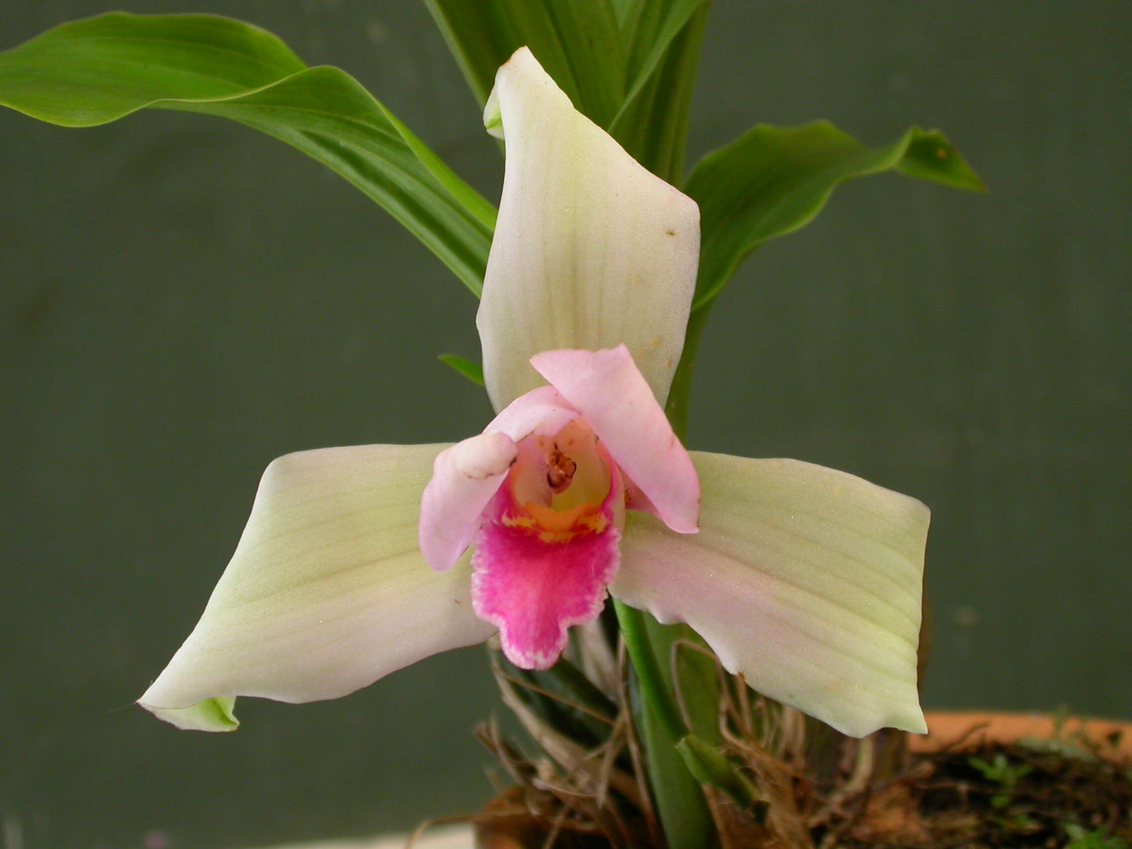 Imagem de Lycaste virginalis (Scheidw.) Linden