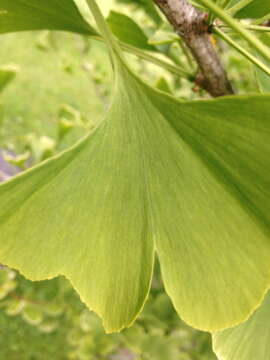 Image of Ginkgoopsida