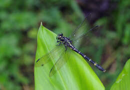 صورة Nychogomphus striatus (Fraser 1924)