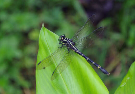 صورة Nychogomphus striatus (Fraser 1924)