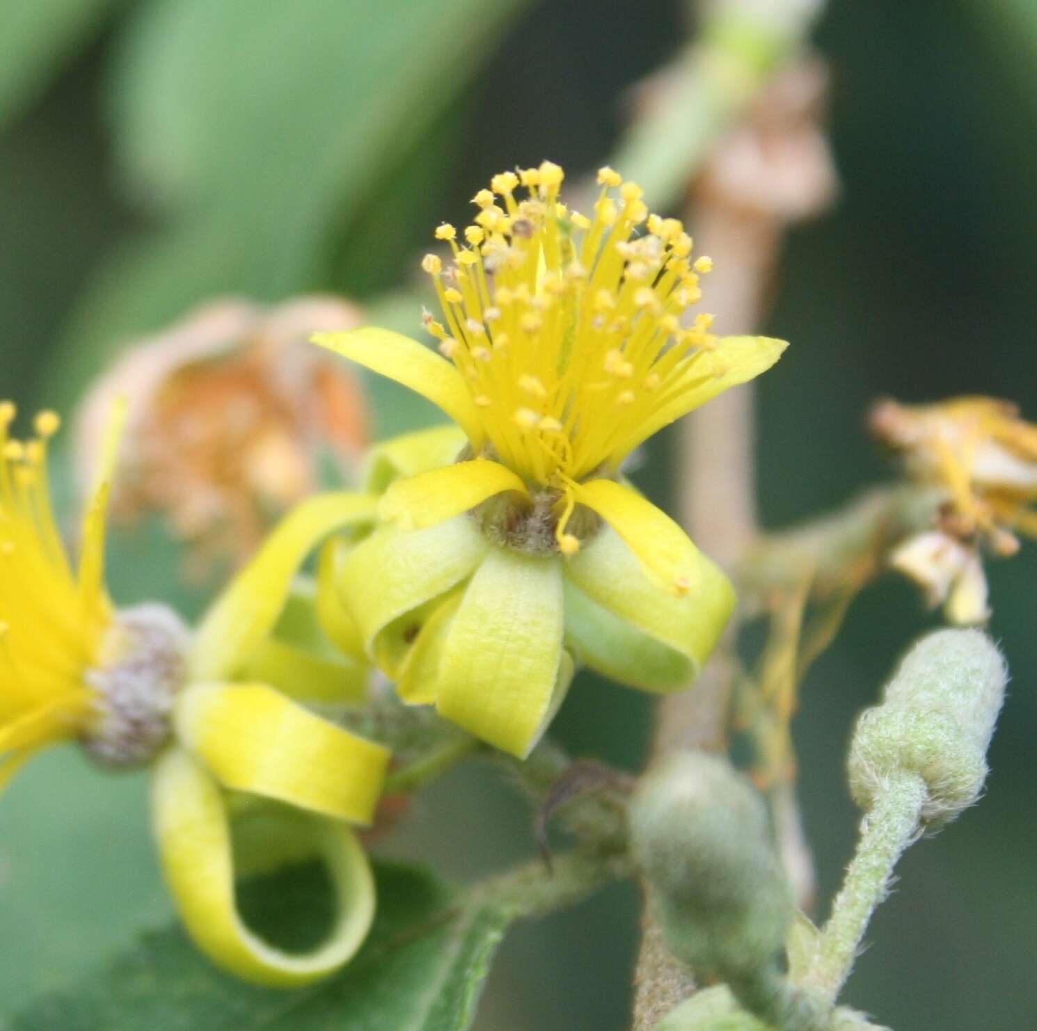 Image de Grewia flavescens Juss.