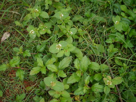 Image of rough Mexican clover