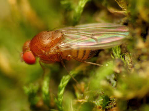 Image of vinegar flies