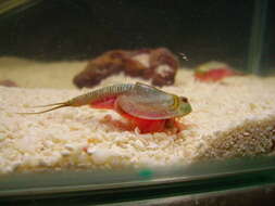 Image of Summer tadpole shrimp