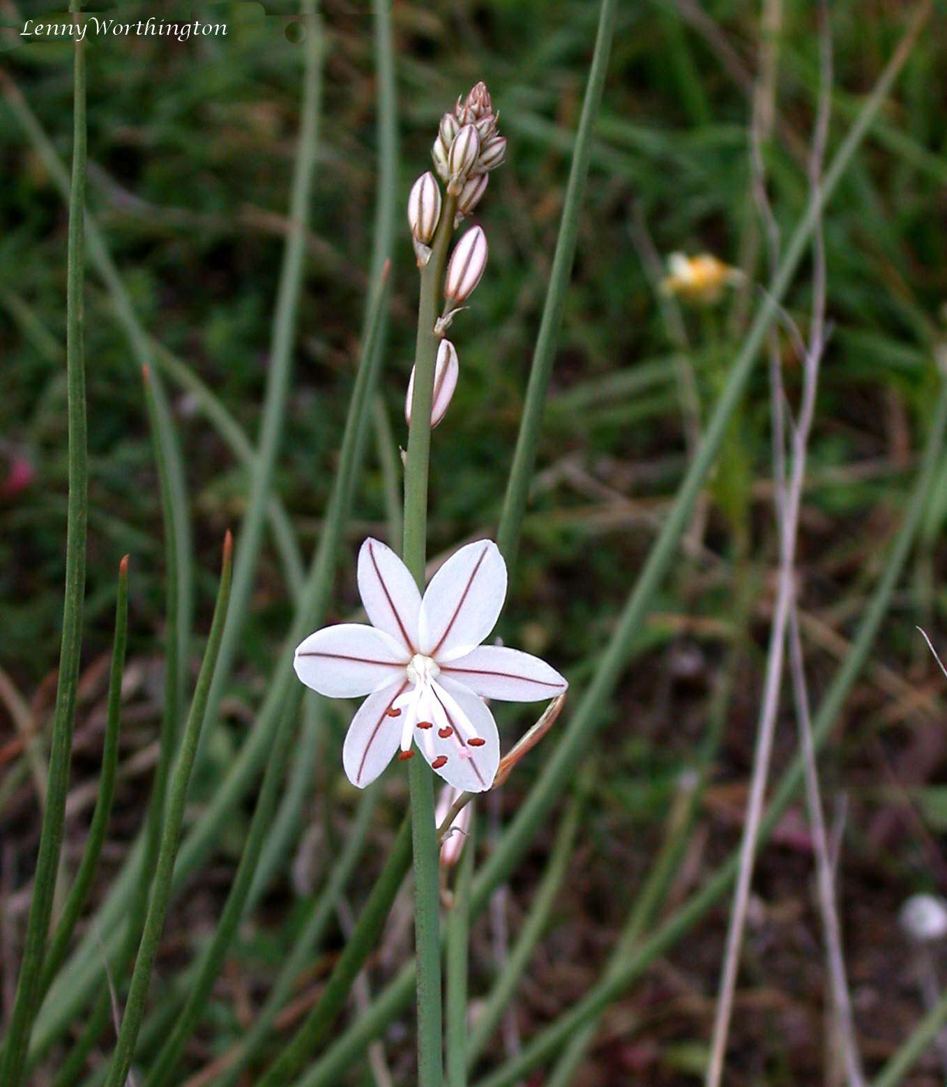 Image of onionweed