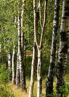 Image of Japanese barberry