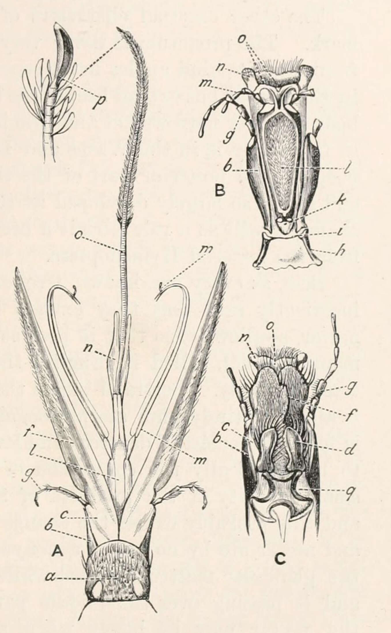 Image of Anthophora plumipes (Pallas 1772)