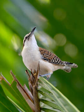 Image of Rufous-backed Wren